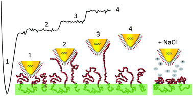 Graphical abstract: Chemical force microscopy of stimuli-responsive adhesive copolymers