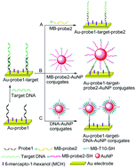 Graphical abstract: Amplified detection of femtomolar DNA based on a one-to-few recognition reaction between DNA–Au conjugate and target DNA