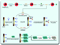 Graphical abstract: A signal-on electrochemical aptasensor for ultrasensitive detection of endotoxin using three-way DNA junction-aided enzymatic recycling and graphene nanohybrid for amplification