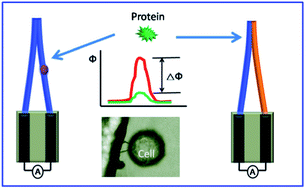 Graphical abstract: Introducing heterojunction barriers into single kinked nanowires for the probe-free detection of proteins and intracellular recording