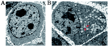 Graphical abstract: The uptake mechanism and biocompatibility of graphene quantum dots with human neural stem cells