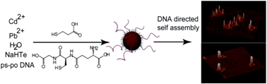 Graphical abstract: Infrared emitting quantum dots: DNA conjugation and DNA origami directed self-assembly