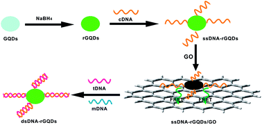 Graphical abstract: A universal fluorescence sensing strategy based on biocompatible graphene quantum dots and graphene oxide for the detection of DNA