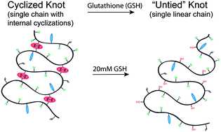 Graphical abstract: Untying a nanoscale knotted polymer structure to linear chains for efficient gene delivery in vitro and to the brain