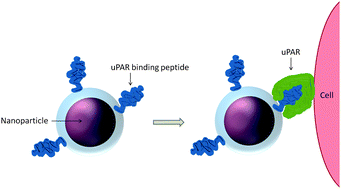 Graphical abstract: Targeting of peptide conjugated magnetic nanoparticles to urokinase plasminogen activator receptor (uPAR) expressing cells