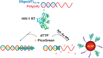 Graphical abstract: Highly efficient inhibition of human immunodeficiency virus type 1 reverse transcriptase by aptamers functionalized gold nanoparticles