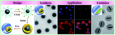 Graphical abstract: Multifunctional magnetic–fluorescent eccentric-(concentric-Fe3O4@SiO2)@polyacrylic acid core–shell nanocomposites for cell imaging and pH-responsive drug delivery