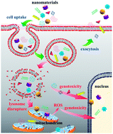 Graphical abstract: Nano–bio effects: interaction of nanomaterials with cells