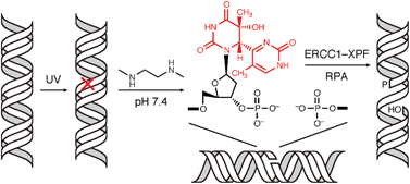 Graphical abstract: Strand breakage of a (6–4) photoproduct-containing DNA at neutral pH and its repair by the ERCC1–XPF protein complex