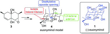 Graphical abstract: Towards the enantioselective synthesis of (−)-euonyminol – preparation of a fully functionalised lower-rim model