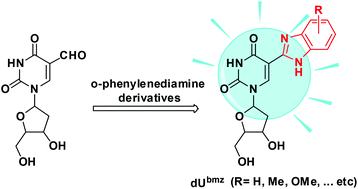 Graphical abstract: Synthesis and spectroscopic properties of fluorescent 5-benzimidazolyl-2′-deoxyuridines 5-fdU probes obtained from o-phenylenediamine derivatives