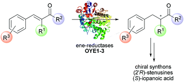Graphical abstract: Substrate scope and synthetic applications of the enantioselective reduction of α-alkyl-β-arylenones mediated by Old Yellow Enzymes
