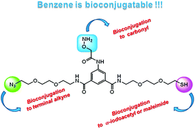 Graphical abstract: The first “ready-to-use” benzene-based heterotrifunctional cross-linker for multiple bioconjugation
