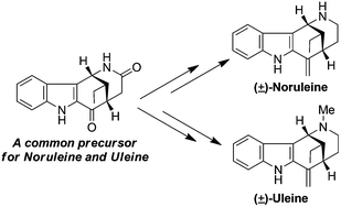 Graphical abstract: Concise total syntheses of (±)-noruleine and (±)-uleine