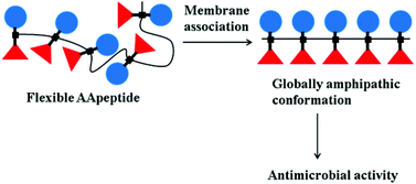Graphical abstract: AApeptides as a new class of antimicrobial agents