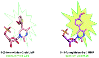 Graphical abstract: Exploring the role of the 5-substituent for the intrinsic fluorescence of 5-aryl and 5-heteroaryl uracil nucleotides: a systematic study