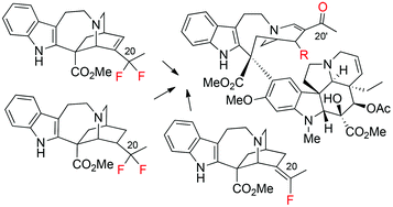 Graphical abstract: Synthesis of fluorinated catharanthine analogues and investigation of their biomimetic coupling with vindoline