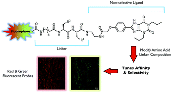 Graphical abstract: Conversion of a non-selective adenosine receptor antagonist into A3-selective high affinity fluorescent probes using peptide-based linkers