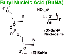 Graphical abstract: Design, synthesis, biophysical and primer extension studies of novel acyclic butyl nucleic acid (BuNA)