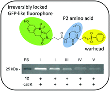 Graphical abstract: Chemical introduction of the green fluorescence: imaging of cysteine cathepsins by an irreversibly locked GFP fluorophore