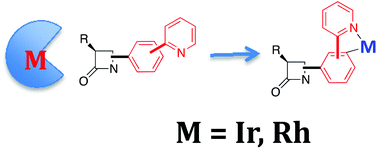 Graphical abstract: Synthesis of new bioorganometallic Ir- and Rh-complexes having β-lactam containing ligands