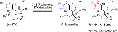 Graphical abstract: Synthesis of saxitoxin derivatives bearing guanidine and urea groups at C13 and evaluation of their inhibitory activity on voltage-gated sodium channels