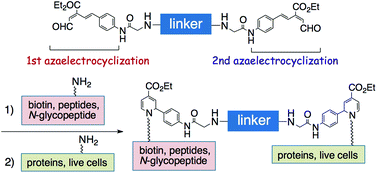 Graphical abstract: Development of bis-unsaturated ester aldehydes as amino-glue probes: sequential double azaelectrocyclization as a promising strategy for bioconjugation