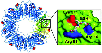 Graphical abstract: Construction of a highly stable artificial glutathione peroxidase on a protein nanoring