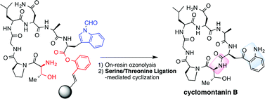 Graphical abstract: Effective synthesis of kynurenine-containing peptides via on-resin ozonolysis of tryptophan residues: synthesis of cyclomontanin B