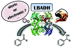 Graphical abstract: Steric vs. electronic effects in the Lactobacillus brevis ADH-catalyzed bioreduction of ketones
