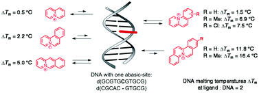 Graphical abstract: Targeting abasic site-containing DNA with annelated quinolizinium derivatives: the influence of size, shape and substituents
