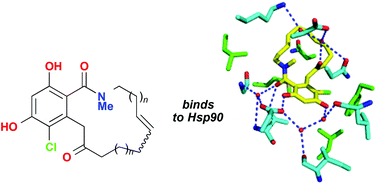 Graphical abstract: Synthesis of macrolactam analogues of radicicol and their binding to heat shock protein Hsp90