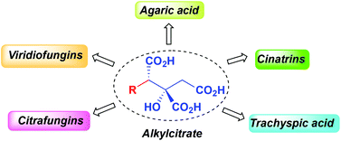 Graphical abstract: Total synthesis of alkyl citrate natural products