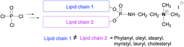 Graphical abstract: Cationic lipophosphoramidates with two different lipid chains: synthesis and evaluation as gene carriers