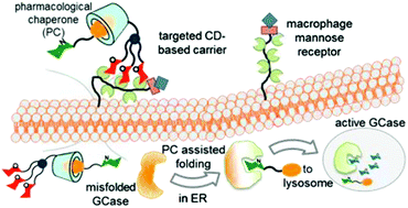 Graphical abstract: Targeted delivery of pharmacological chaperones for Gaucher disease to macrophages by a mannosylated cyclodextrin carrier