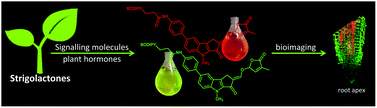 Graphical abstract: Tailoring fluorescent strigolactones for in vivo investigations: a computational and experimental study