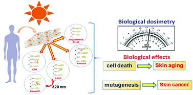 Graphical abstract: DNA damage as a biological sensor for environmental sunlight
