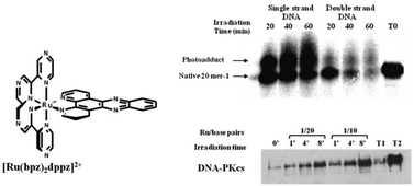 Graphical abstract: Role of intercalation and redox potential in DNA photosensitization by ruthenium(ii) polypyridyl complexes: assessment using DNA repair protein tests