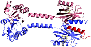 Graphical abstract: A structural model for the full-length blue light-sensing protein YtvA from Bacillus subtilis, based on EPR spectroscopy