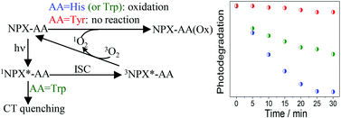 Graphical abstract: Photooxygenation mechanisms in naproxen–amino acid linked systems
