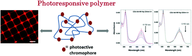 Graphical abstract: Photoresponsive polyesters by incorporation of alkoxyphenacyl or coumarin chromophores along the backbone