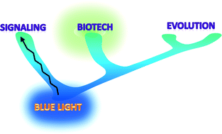 Graphical abstract: Blue-light photoreceptors: from activation to advanced applications