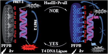 Graphical abstract: Reversible logic gate modulated by nucleases based on cationic conjugated polymer/DNA assembly