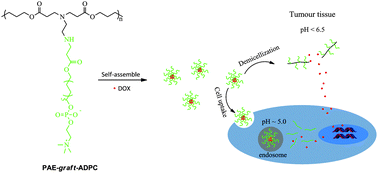 Graphical abstract: pH-responsive and biodegradable polymeric micelles based on poly(β-amino ester)-graft-phosphorylcholine for doxorubicin delivery