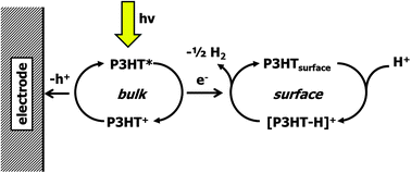 Graphical abstract: Aqueous photocathode activity of regioregular poly(3-hexylthiophene)