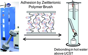 Graphical abstract: Environmentally friendly repeatable adhesion using a sulfobetaine-type polyzwitterion brush