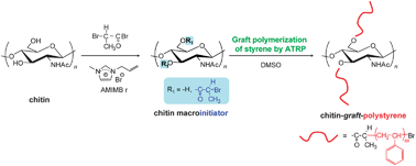 Graphical abstract: Synthesis of chitin-graft-polystyrene via atom transfer radical polymerization initiated from a chitin macroinitiator
