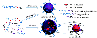 Graphical abstract: Oxidation responsive mono-cleavable amphiphilic di-block polymer micelles labeled with a single diselenide