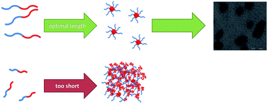 Graphical abstract: A quantitative recipe for engineering protein polymer nanoparticles