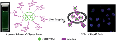 Graphical abstract: Water-soluble BODIPY-conjugated glycopolymers as fluorescent probes for live cell imaging